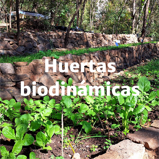 Huertas biodinámicas