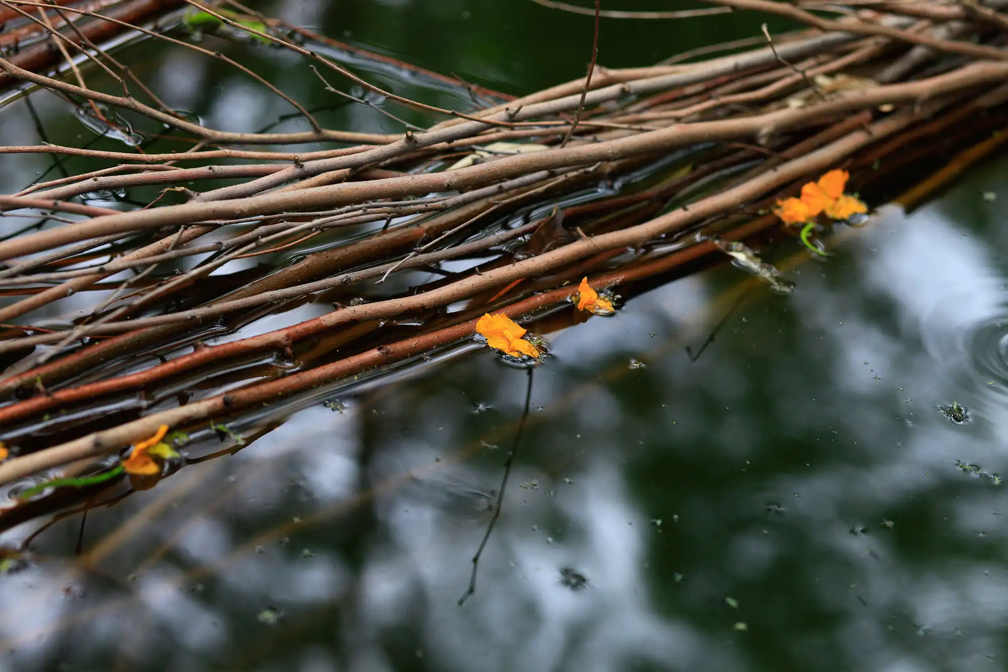 Naturaleza yungas Salta agua