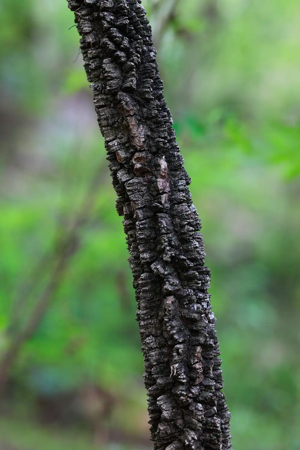 Naturaleza yungas Salta árbol cebil