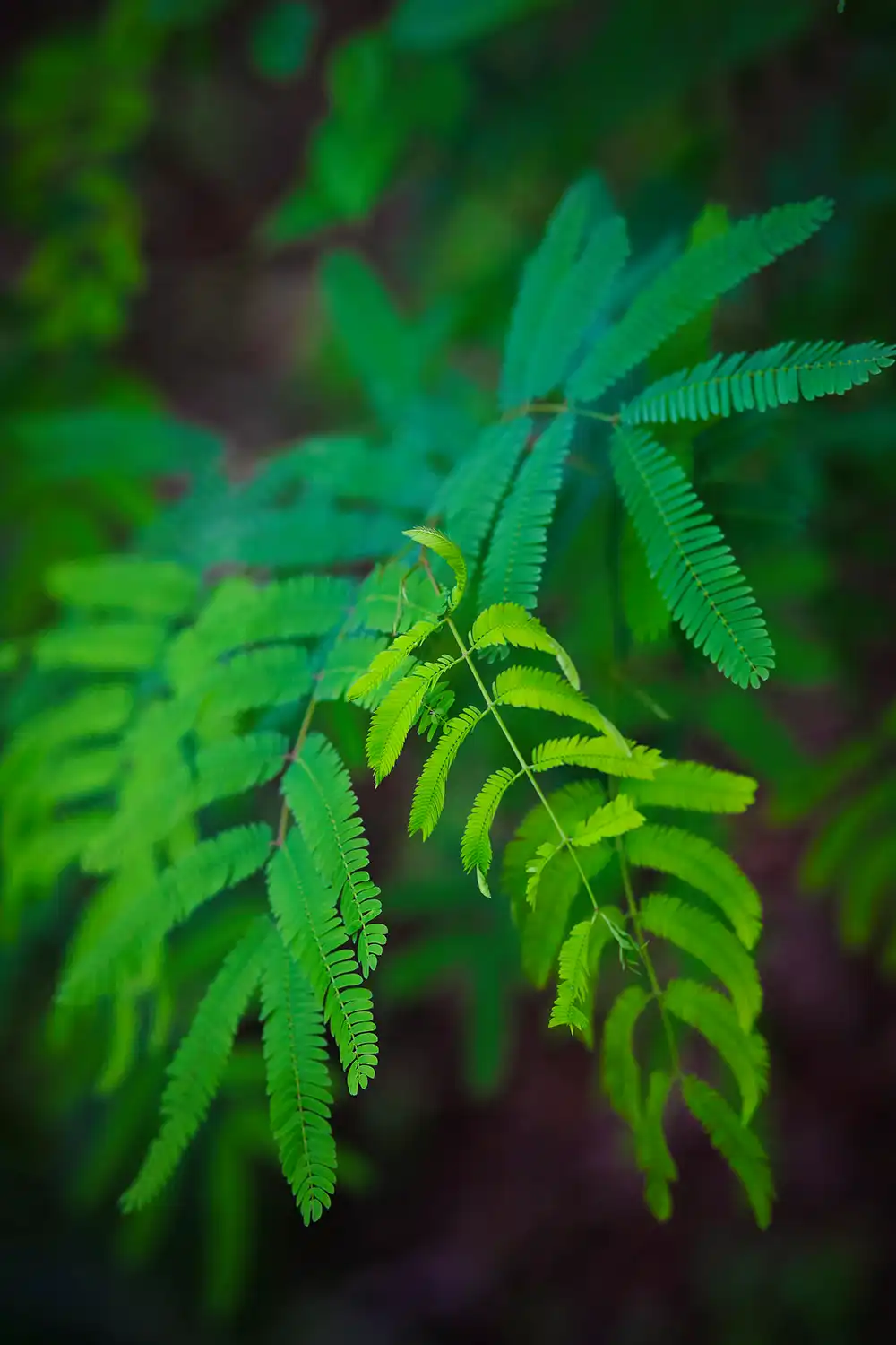 Naturaleza yungas Salta cebil hojas