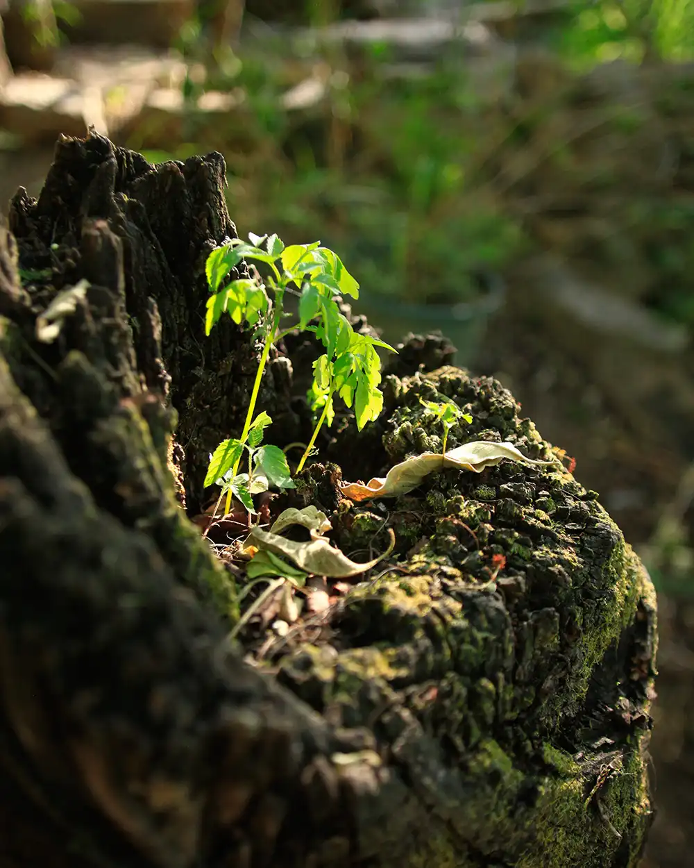 Naturaleza yungas Salta Vaqueros brote ecología