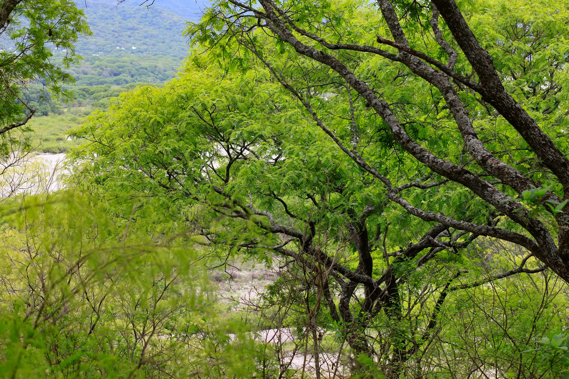 Naturaleza yungas Salta Vaqueros cebil árbol